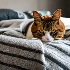 Gatos en departamentos